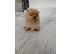 PoulaTo: Όμορφα κουτάβια Pomeranian Spitz